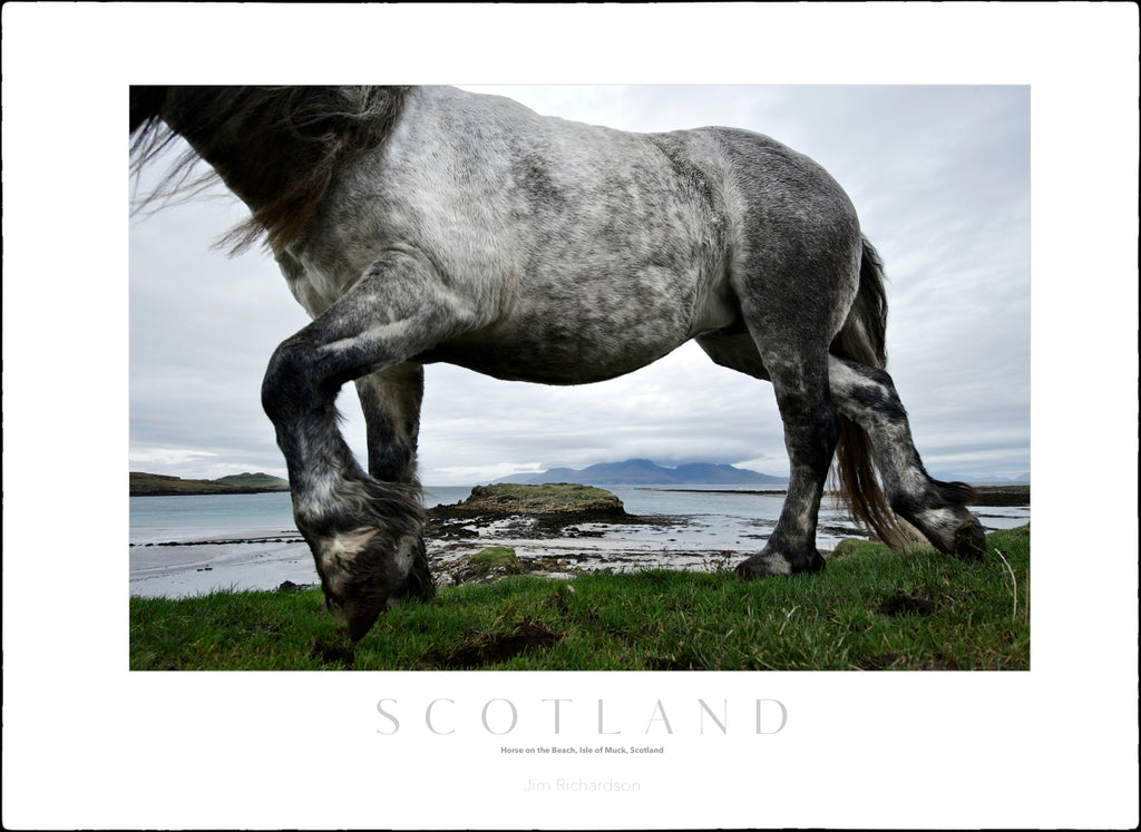 Horse on Isle of Muck, Scotland