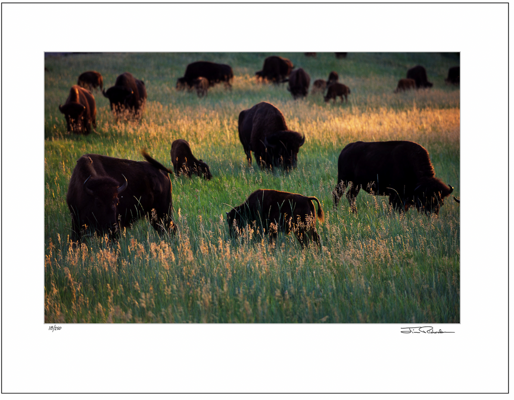 Bison Grazing at Sunset, South Dakota