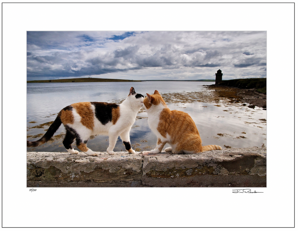 Island Cats, Shapinsay, Orkney, Scotland