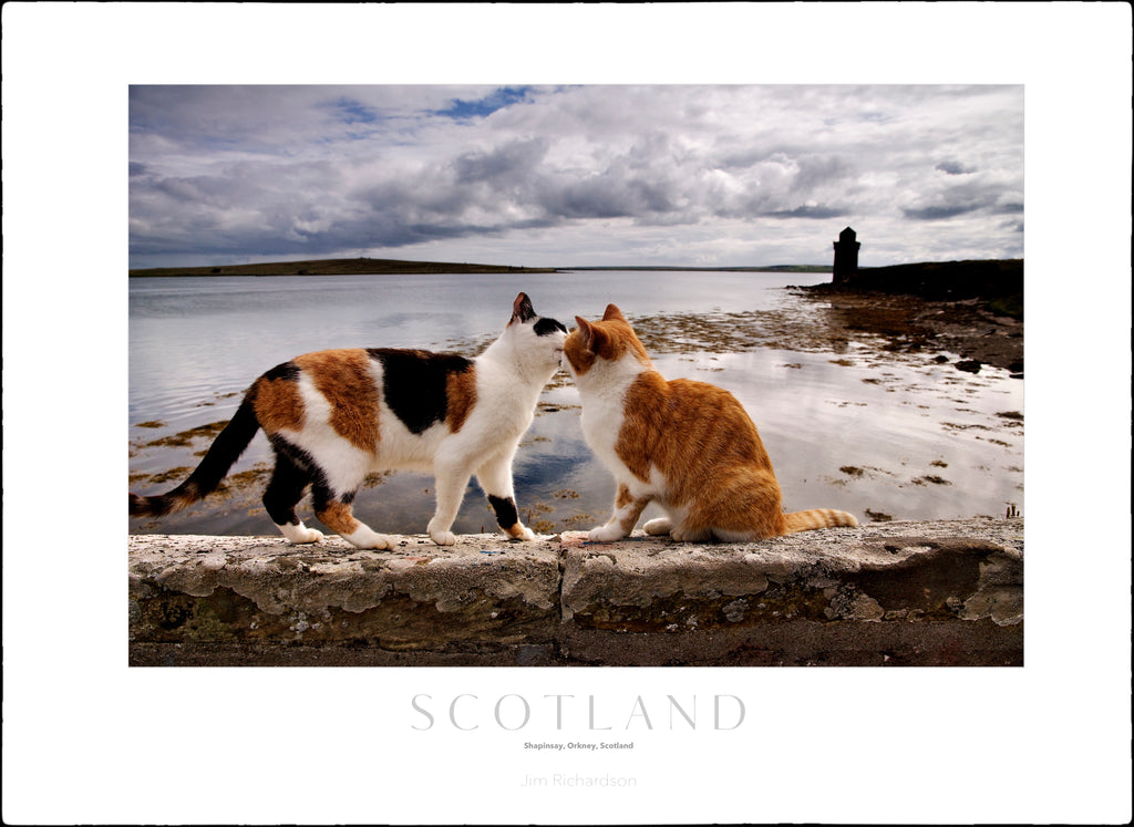 Harbor Cats - Scotland