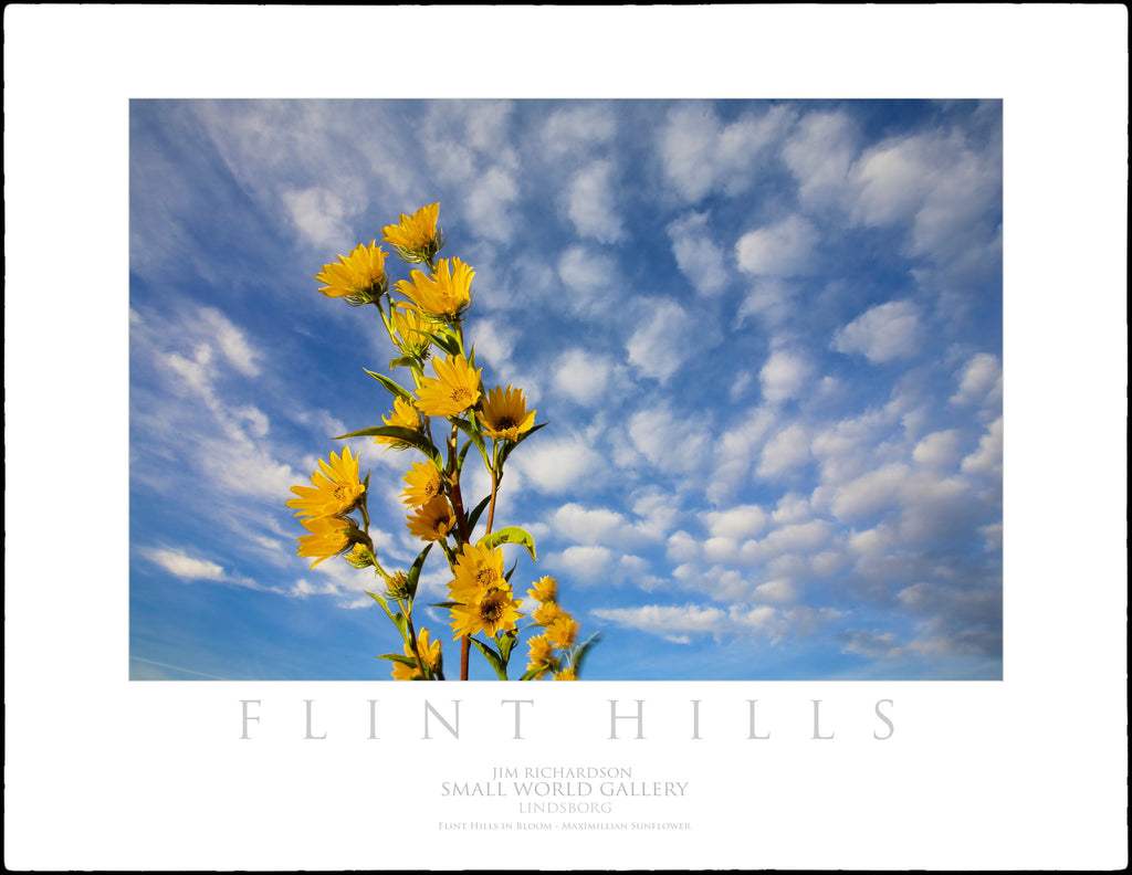 Maximillian Sunflower - Flint Hills of KS