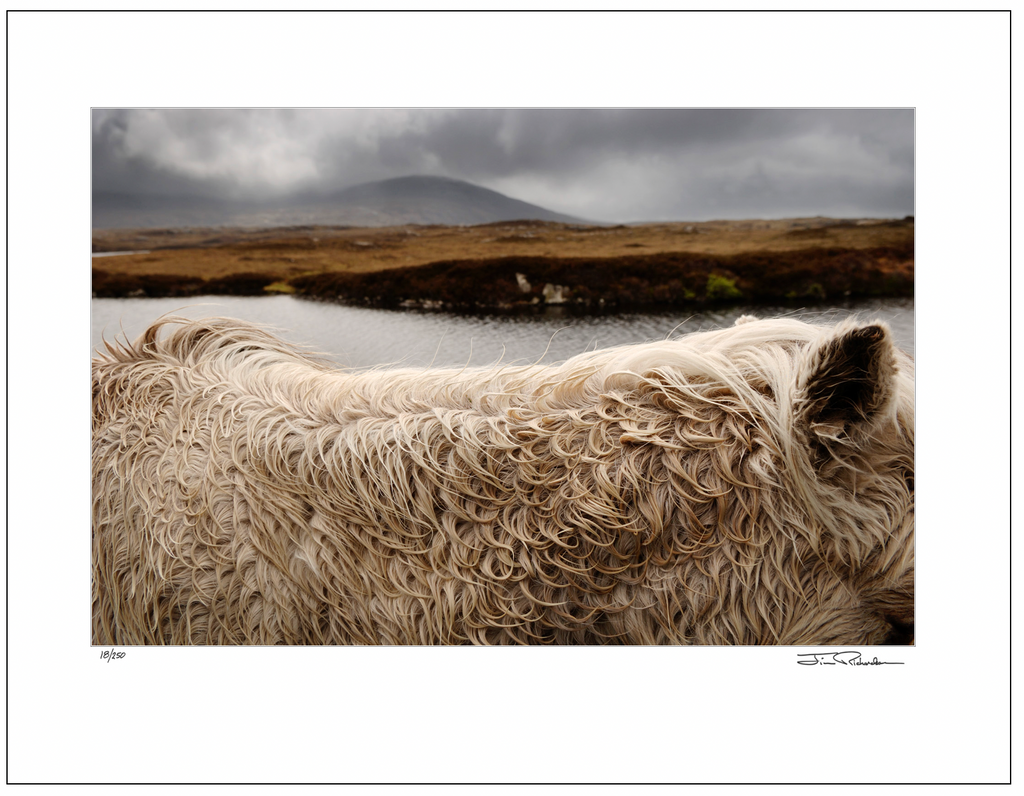 Pony on the Moors, North Uist, Scotland