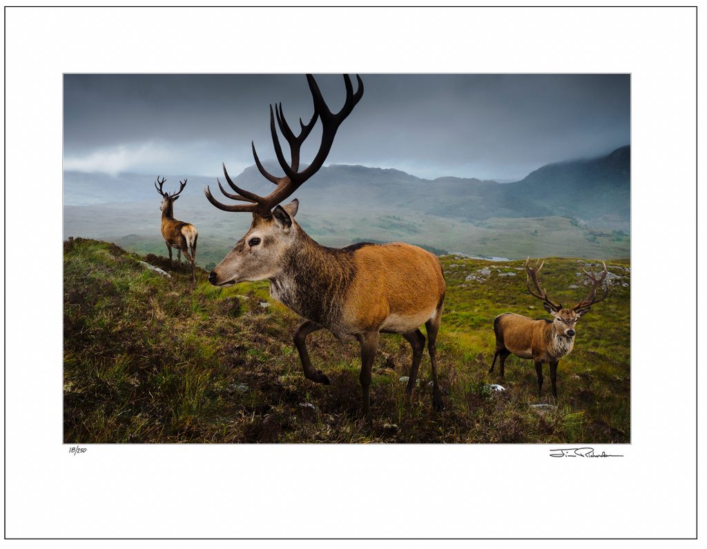 Red Deer, Highlands,  Scotland