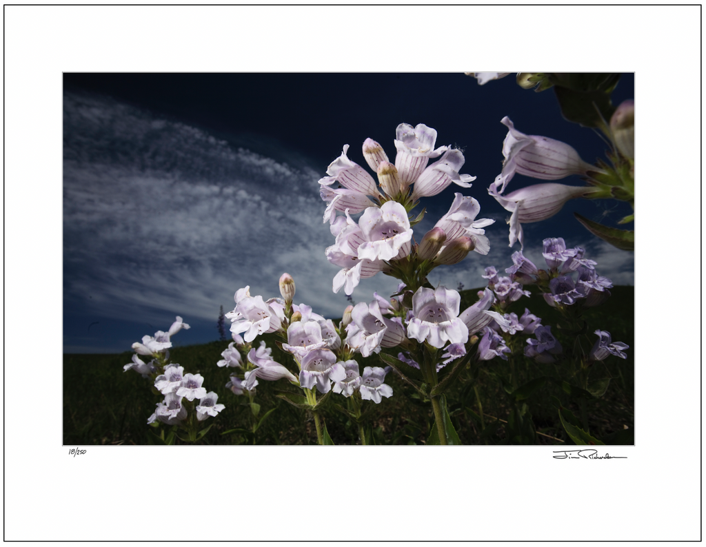 Beardtongue Blooming, Flint Hills, Kansas