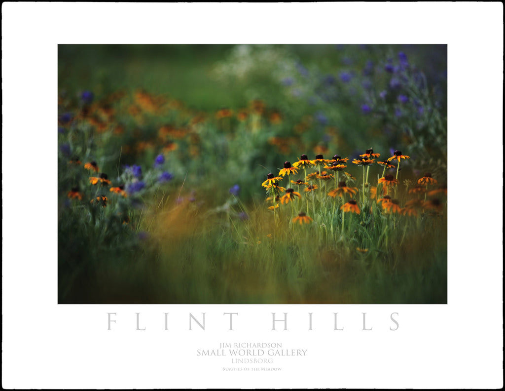 Beauties in the Meadow - Flint Hills of KS