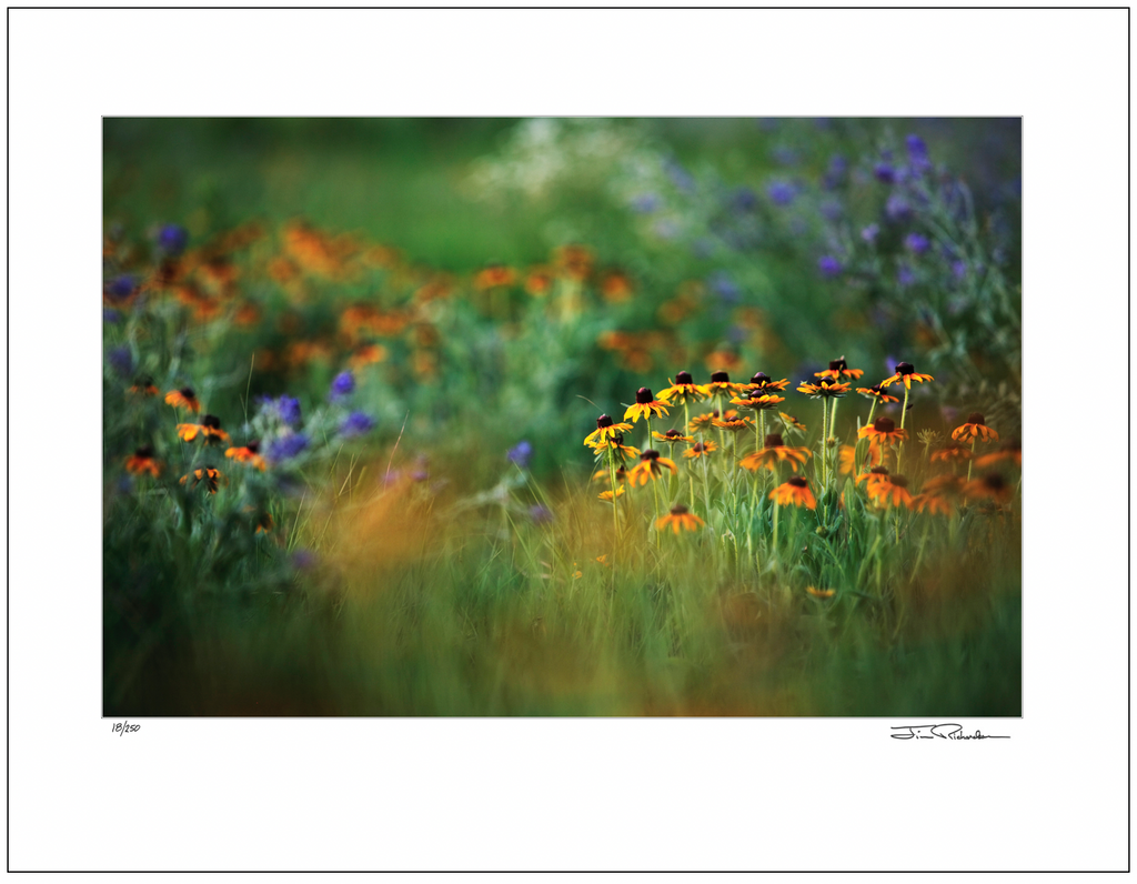 Beauties of the Meadow, Flint Hills, Kansas