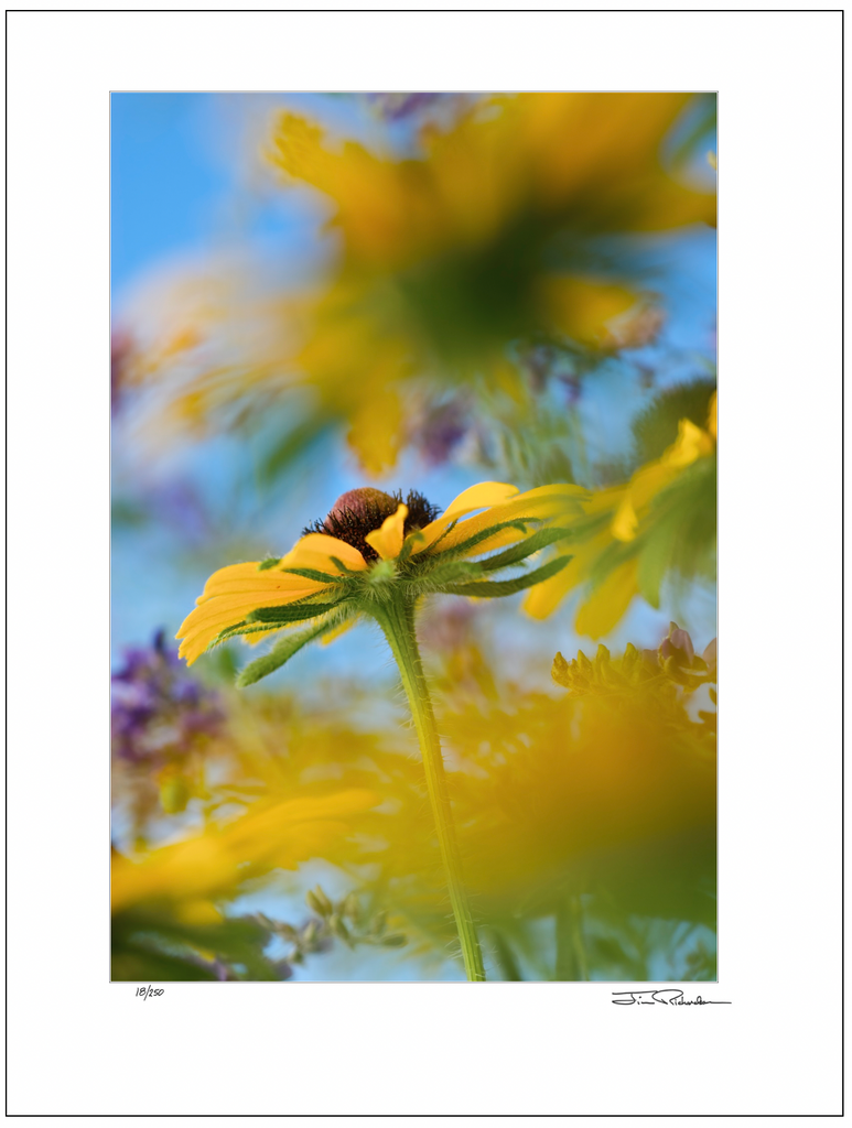 Black-Eyed Susan, Flint Hills, Kansas