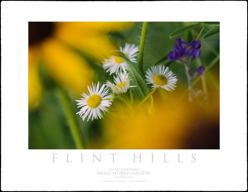 Daisy Fleabane - Flint Hills of KS