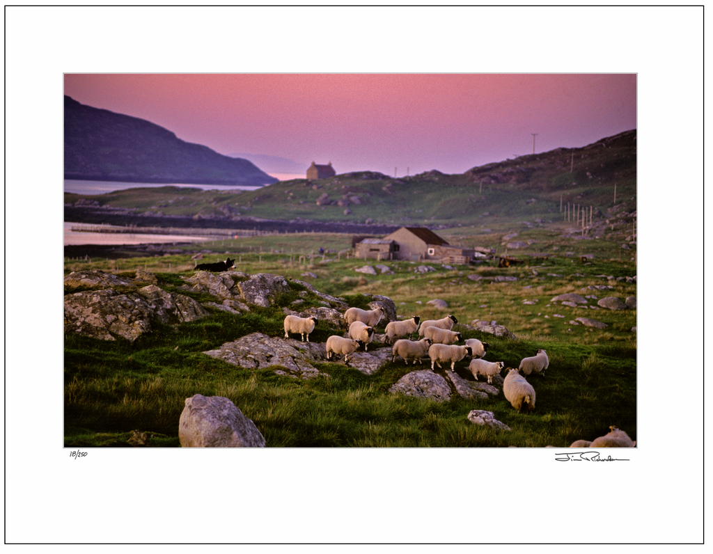 Sheepdog and Sheep, South Uist, Scotland
