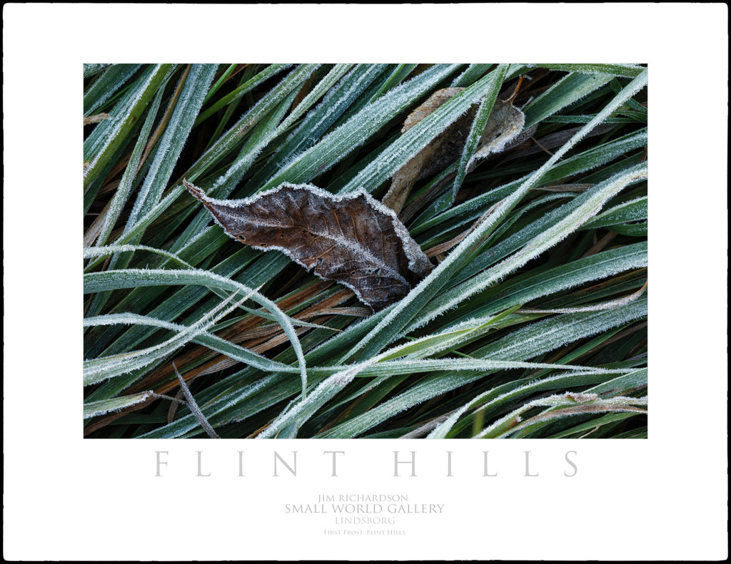 First Frost Grass - Flint Hills of KS