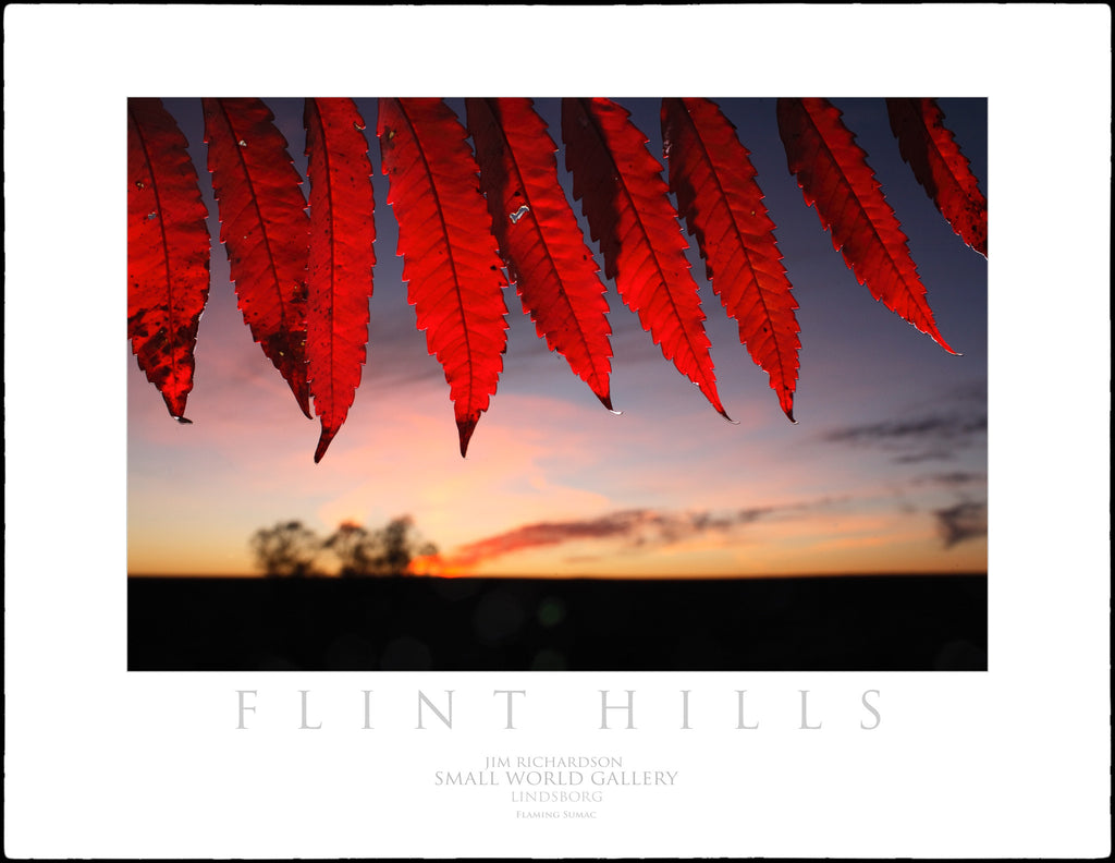 Flaming Sumac - Flint Hills of KS