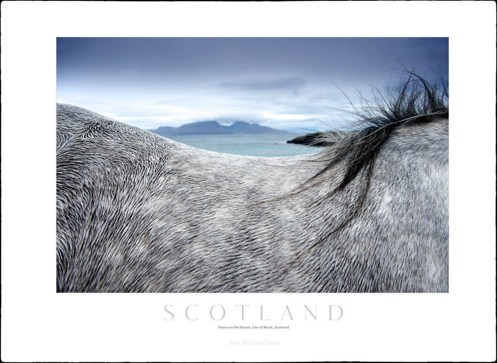 Horse on Isle of Muck, Scotland