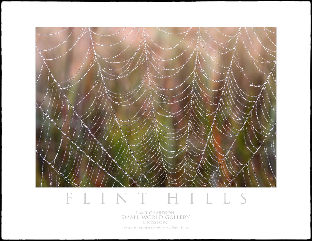 Jewels of the Meadow Morning (2) - Flint Hills of KS