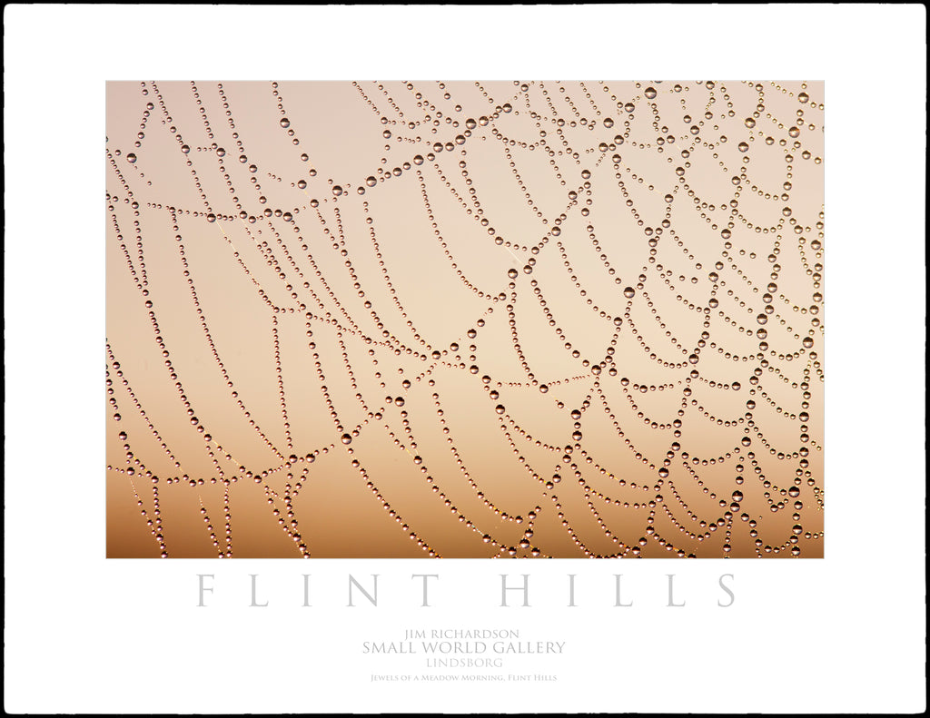 Jewels of the Meadow Morning - Flint Hills of KS