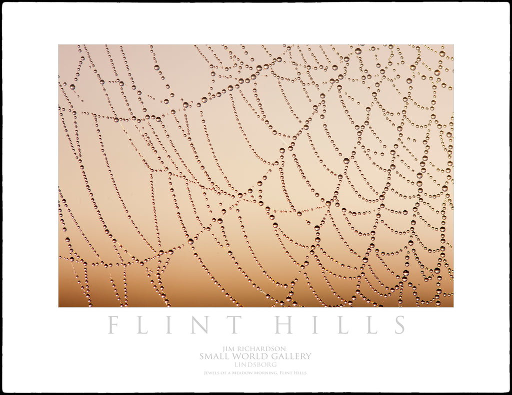 Jewels of the Meadow Morning - Flint Hills of KS