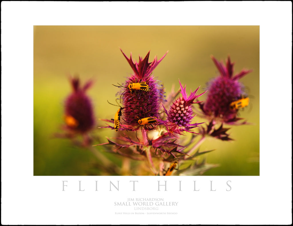 Leavenworth Eryngo - Flint Hills of KS