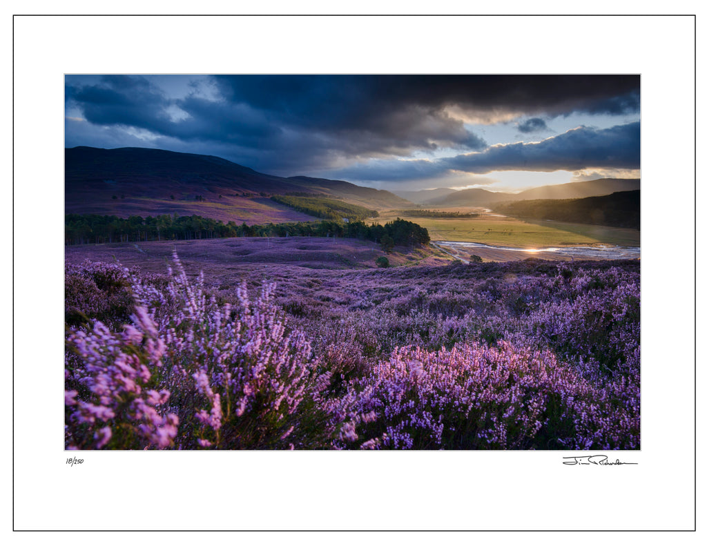 Heather Covered Highlands, Scotland