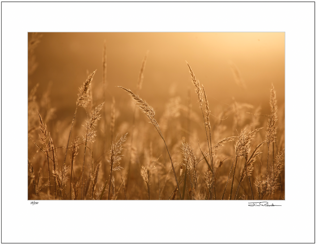 Jewels of the Meadow, Flint Hills, Kansas