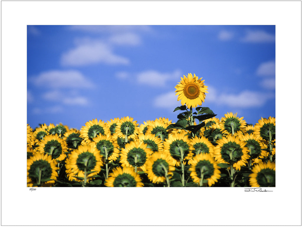 Sunflowers on the Great Plains