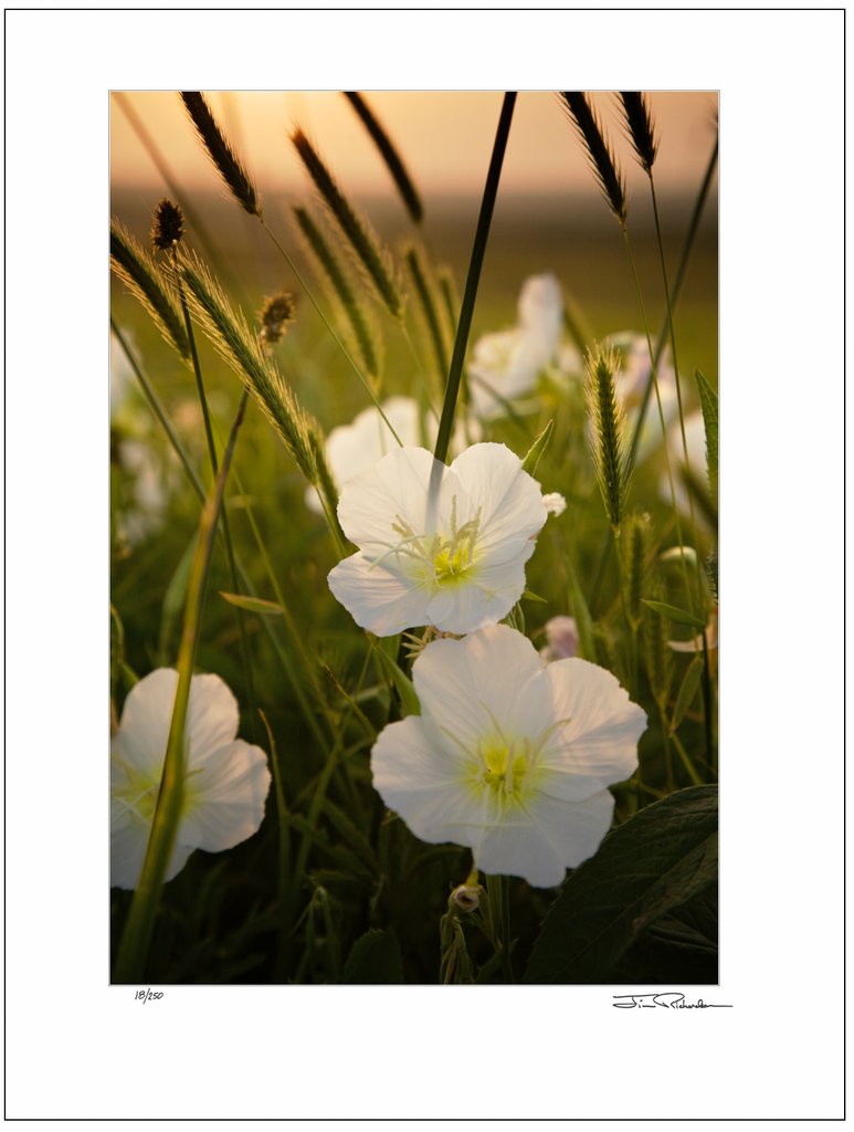 Primrose in the Morning, Flint Hills, Kansas