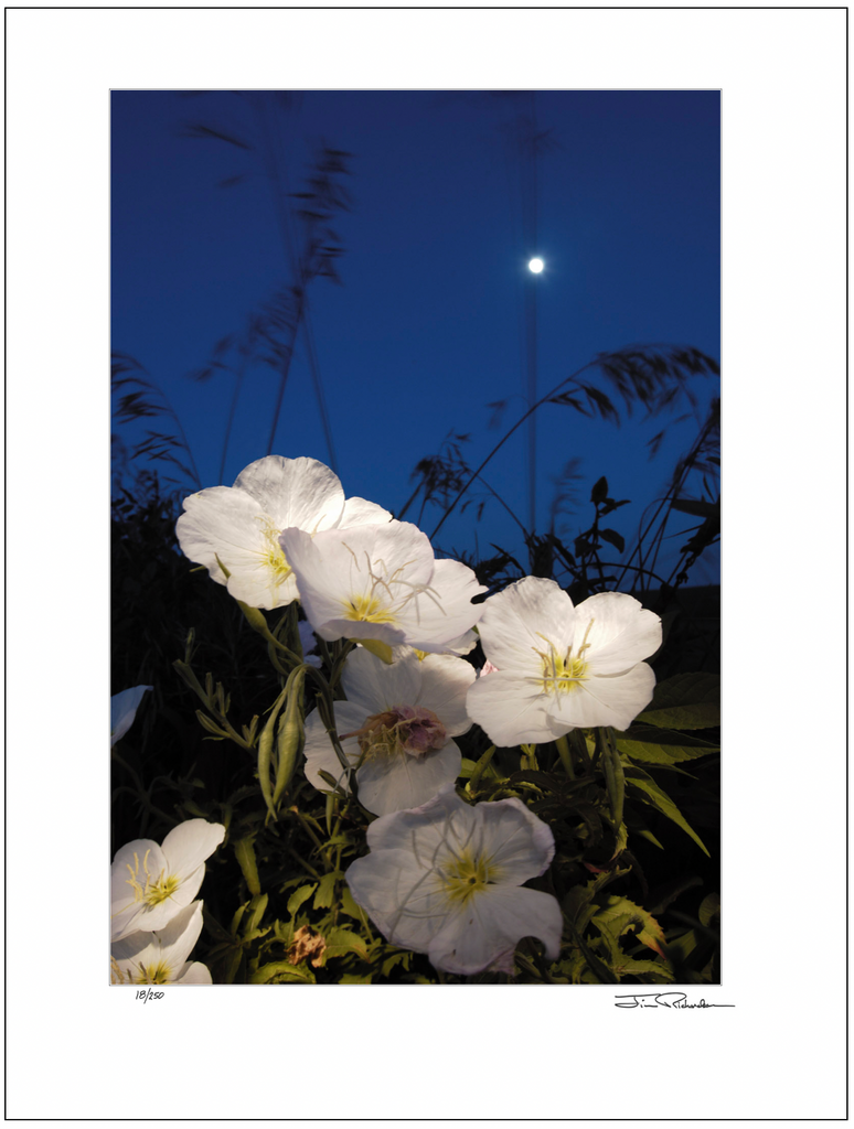 Prairie Primrose under the Moonlight, Flint Hills, Kansas