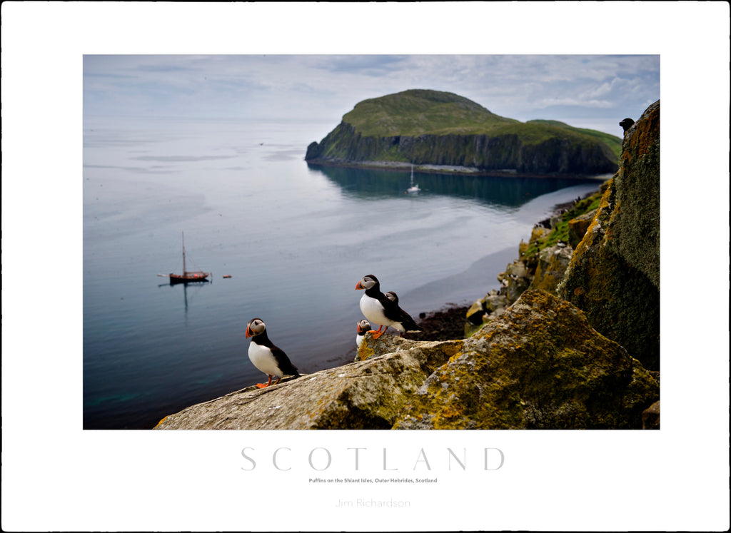 Puffins on Shiant Isles, Scotland
