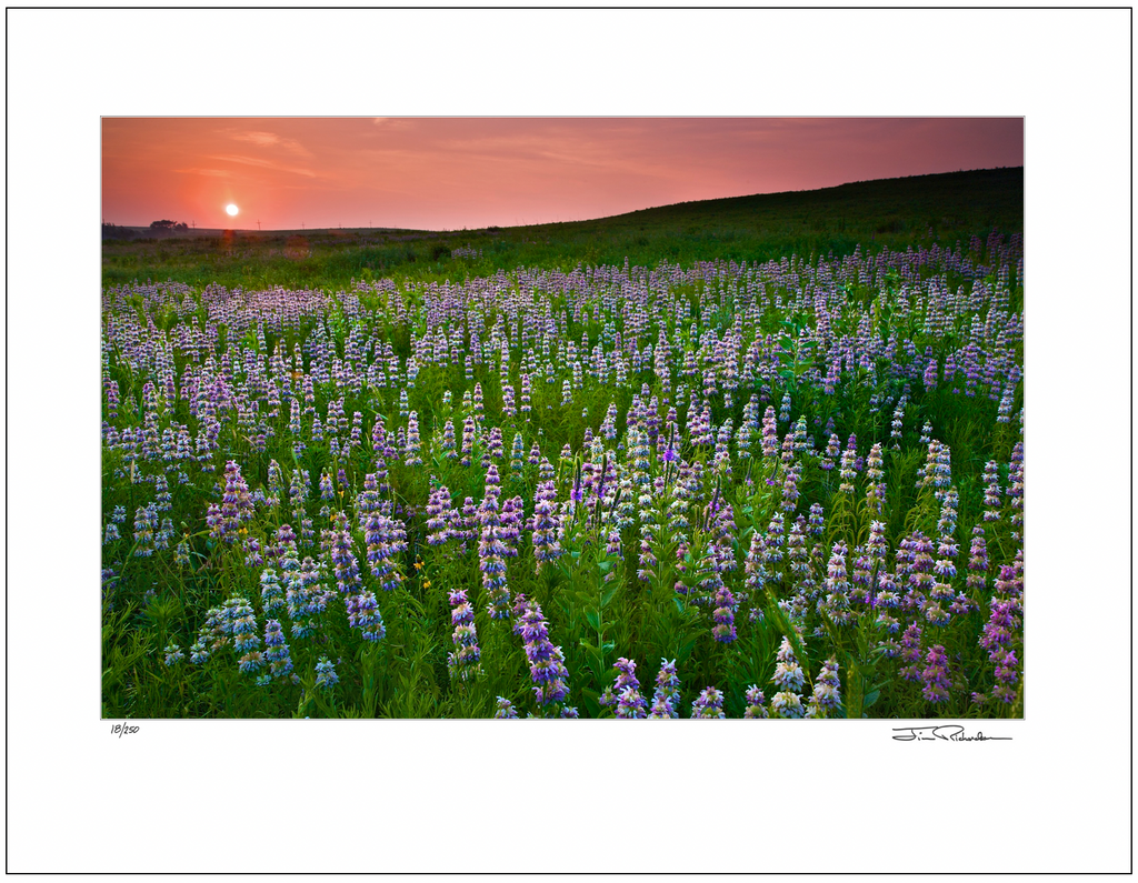 Purple Horsemint, Flint Hills, Kansas