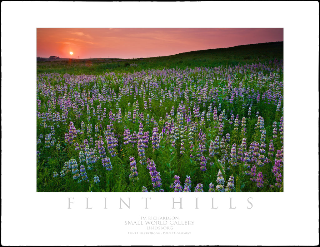 Purple Horsemint - Flint Hills of KS