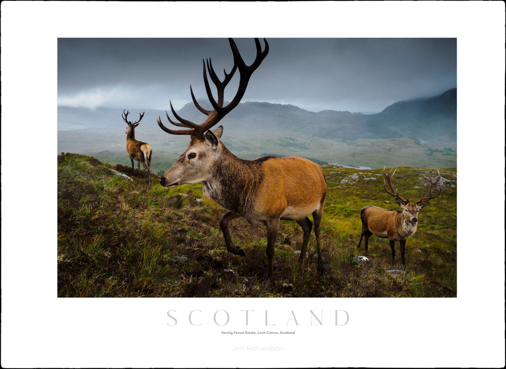 Deer at Reraig Forest Estate - Scotland