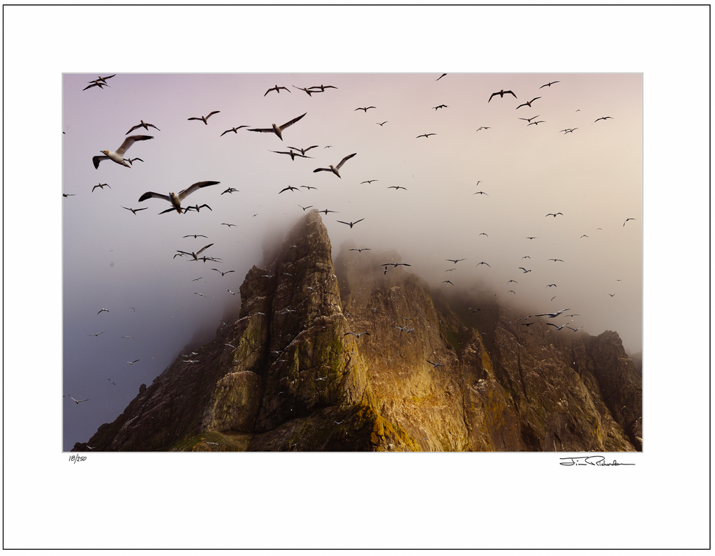 Birds of Boreray, St. Kilda, Scotland