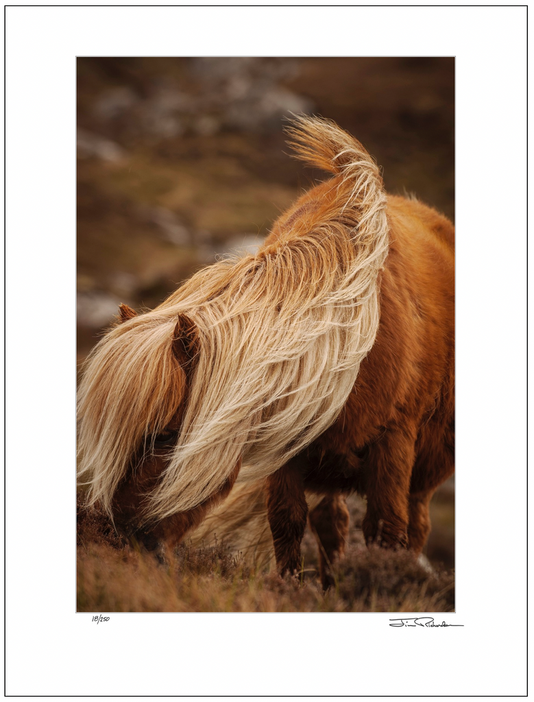 Pony on Moor, Scotland