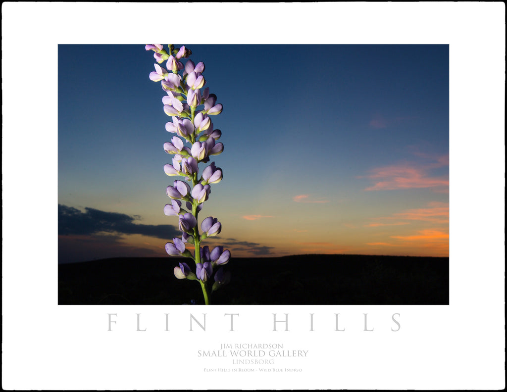 Wild Blue Indigo - Flint Hills of KS